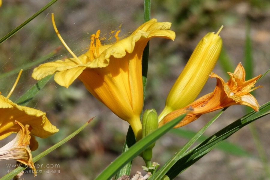 風(fēng)途科技：種植黃花菜需要什么氣候條件？